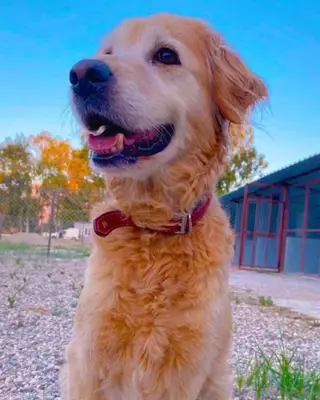 Dogs World Eğitim ve Konaklama Merkezi