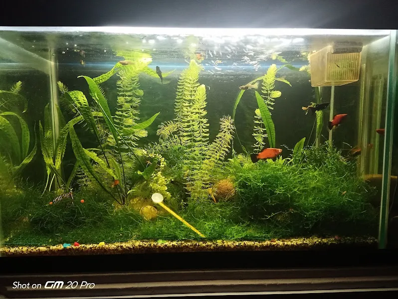 Çennet kuş evi foto 1