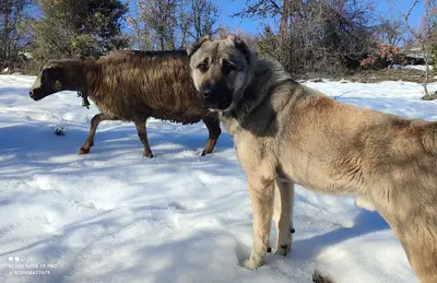 Korkmaz Köpek Çiftliği