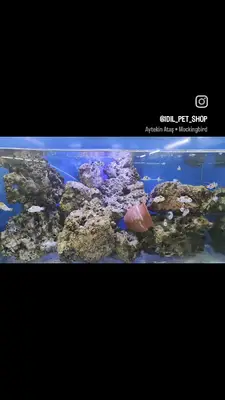 İdil petshop