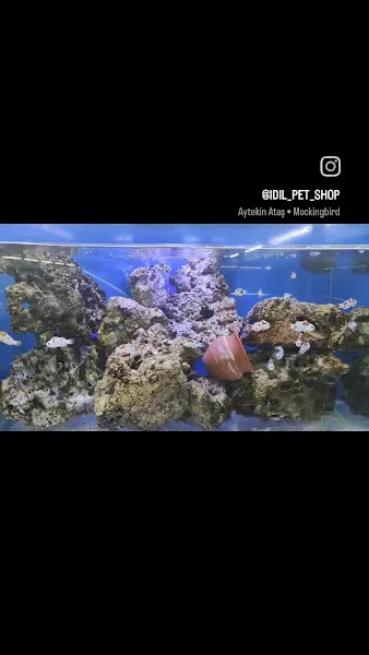 İdil petshop foto 1