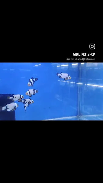 İdil petshop foto 2