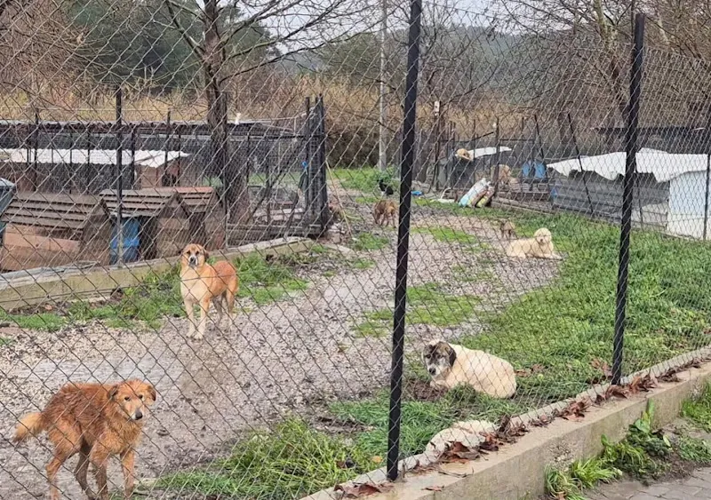 Barınak foto 2