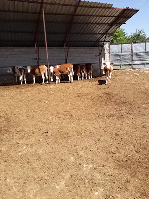 Başaran Hayvancilik Canli Hayvan Alim Satim Ve Besi Ciftligi