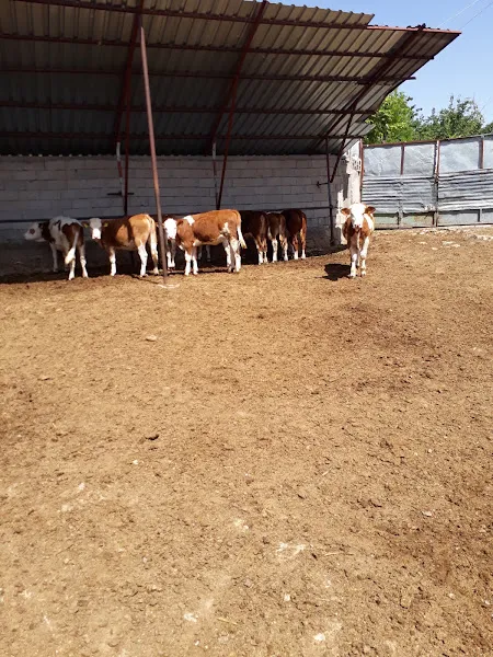 Başaran Hayvancilik Canli Hayvan Alim Satim Ve Besi Ciftligi foto 1