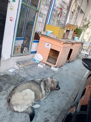 Burdur Hayvan Severler Derneği