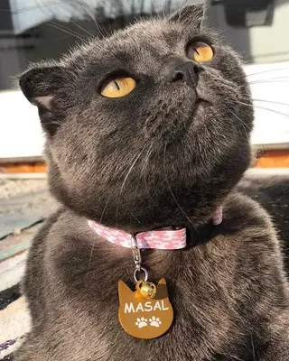 Antalya Alo Mama - Kedi maması Hemen mama