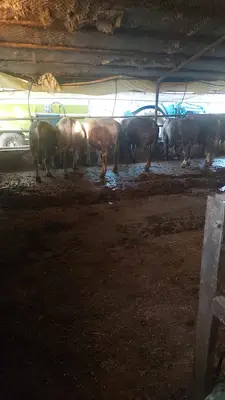 Çankırı canlı hayvan pazarı