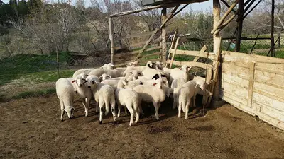 Hüseyin VERAL Besicilik