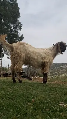 Gümüşdere honamlı keçisi üretim çiftliği