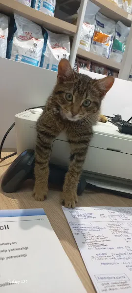 Pasteur Veteriner Kliniği Kırkpınar foto 2