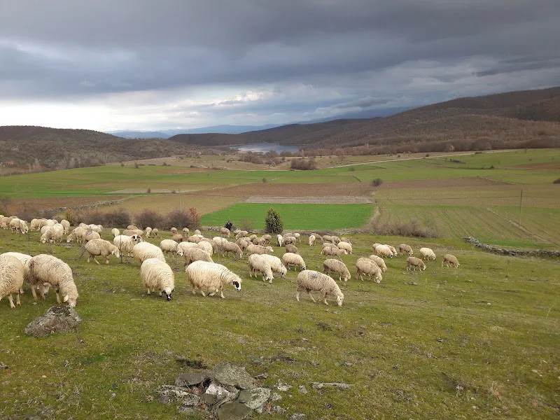 Kabaoğlu merinos çiftliği foto 1