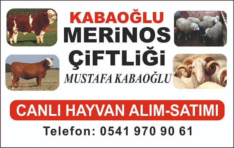 Kabaoğlu merinos çiftliği foto 2
