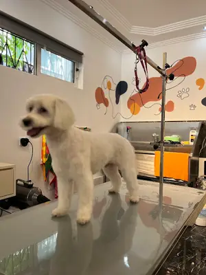 🐾MURATPAŞA PET KUAFÖR🐾