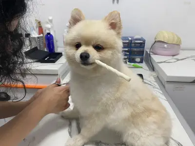 Emirhan pet kuaförü fotoğrafı