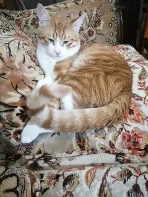 Ücretsiz Kedi Köpek Sahiplendirme
