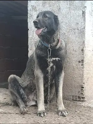 NEFER ADAK AKİKA KURBANLIK