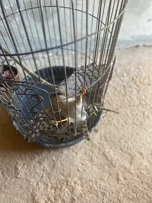 Sirinler Pet Shop