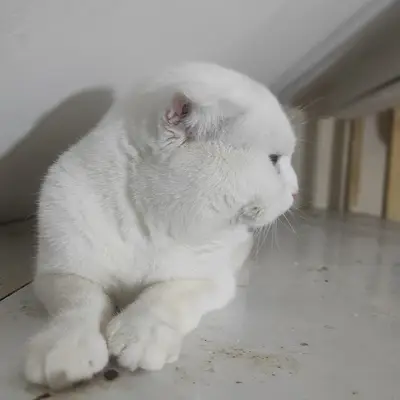 Sempati Petshop