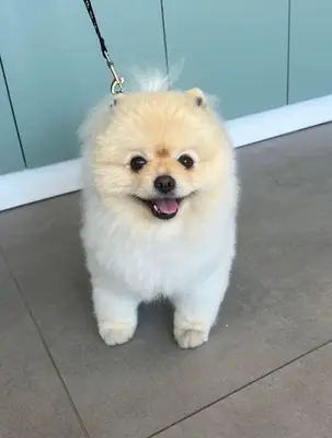 Pontika Pet Kuafor