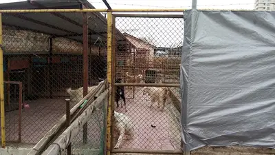 Çevhayko Derneği Köpek Bakım Merkezi