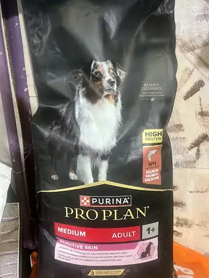 Fındık petshop
