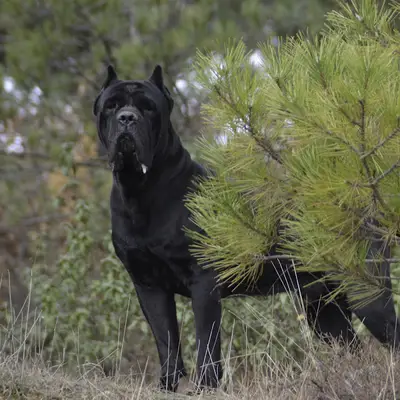Cane Corso Kennel kml