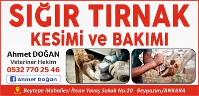 SIĞIR TIRNAK KESİMİ VE BAKIMI