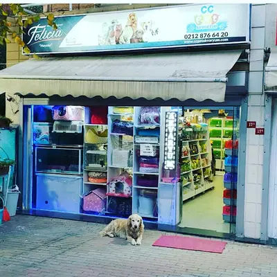 BEYLİKDÜZÜ MUHABBET KUŞU SEVERLER