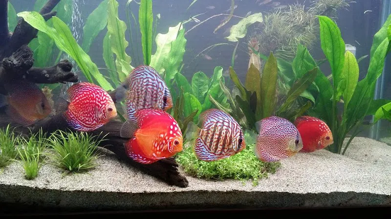 Çukurovalı Afşin Akvarist foto 2