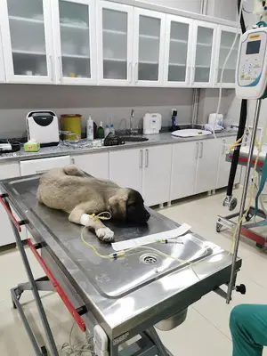 Dursunlar veteriner kliniği