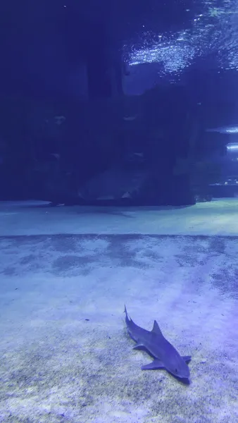 Antalya Aquarium foto 2