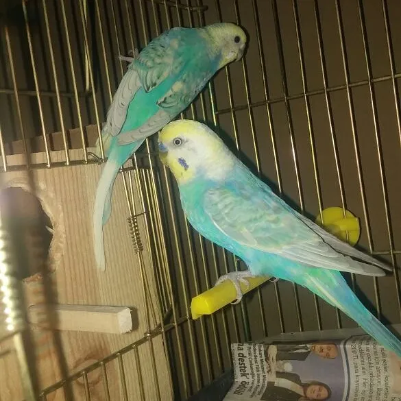 Kuscu foto 2