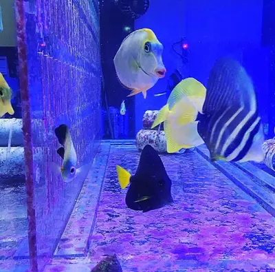 Aquarium Coral Reef City
