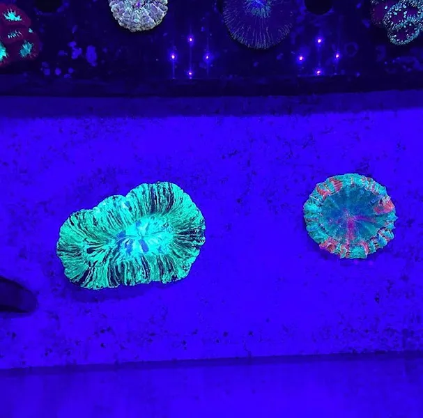 Aquarium Coral Reef City foto 2