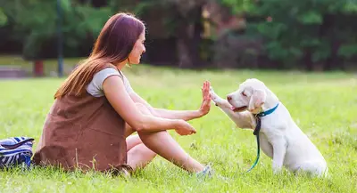 DOG TRAİNER