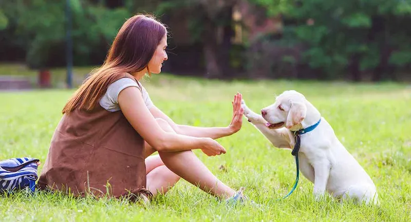 DOG TRAİNER foto 1