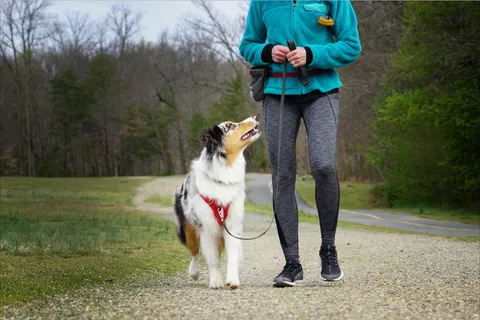 DOG TRAİNER foto 2