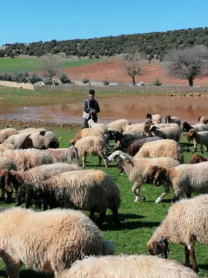 ÇOBANOĞLU FARM