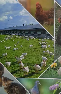 ILGAZ TARIM HAYVANCILIK AMBALAJ GIDA SANAYI LIMITED SIRKETI