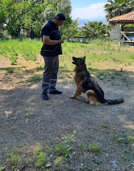 Kingdogs Training foto 1