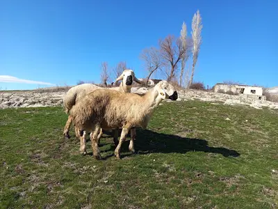 Elbistan afşin Yalnız'lar kuzu çiftligi