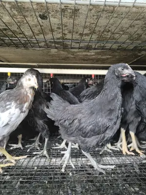 KASTAMONU SEYDİLER TAVUK KAZ HER TURLU CANLİ HAYVAN SATIŞI