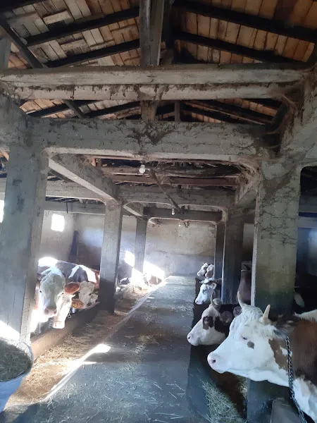 Dahini damızlık çiftliği foto 1