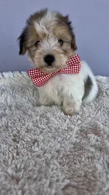 NESS BUTİK KÖPEK EVİ & PET OTELİ