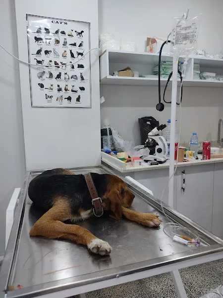 Tatlı vetriner kliniği foto 2