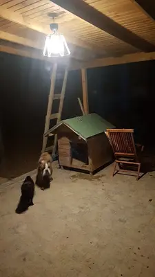 spike pets center