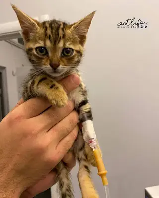 Arnavutköy VetLife Veteriner Kliniği