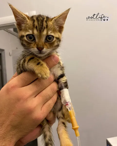 Arnavutköy VetLife Veteriner Kliniği foto 1