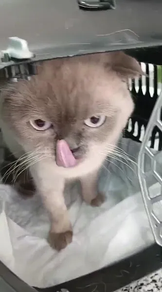 Siyendi Veteriner Kliniği foto 2